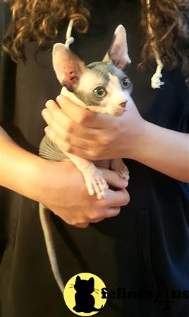 Barenakedsphynx Picture 3